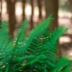 Bild von grünen Farnblättern vor Waldhintergrund