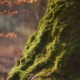 Bild von einem grün bemoosten Baumstamm