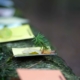 Bild von verschiedenfarbigen Zetteln auf einem Baumstamm