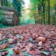 Bild von einem mit Laub bedecktem Waldweg