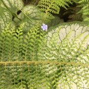 Bild mit grünen Pflanzen
